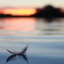 Feather floating on a pond